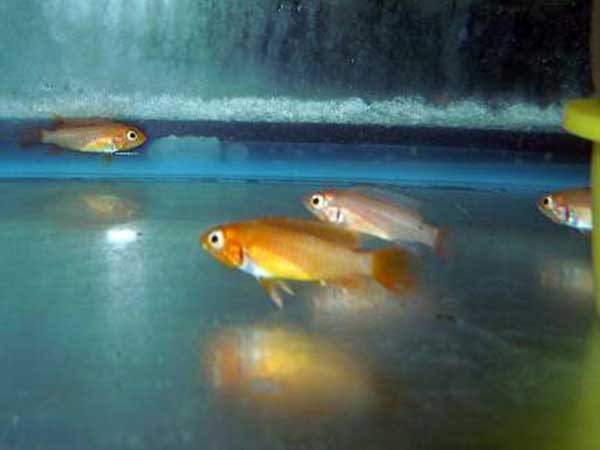 Agasizzi Fire Fish